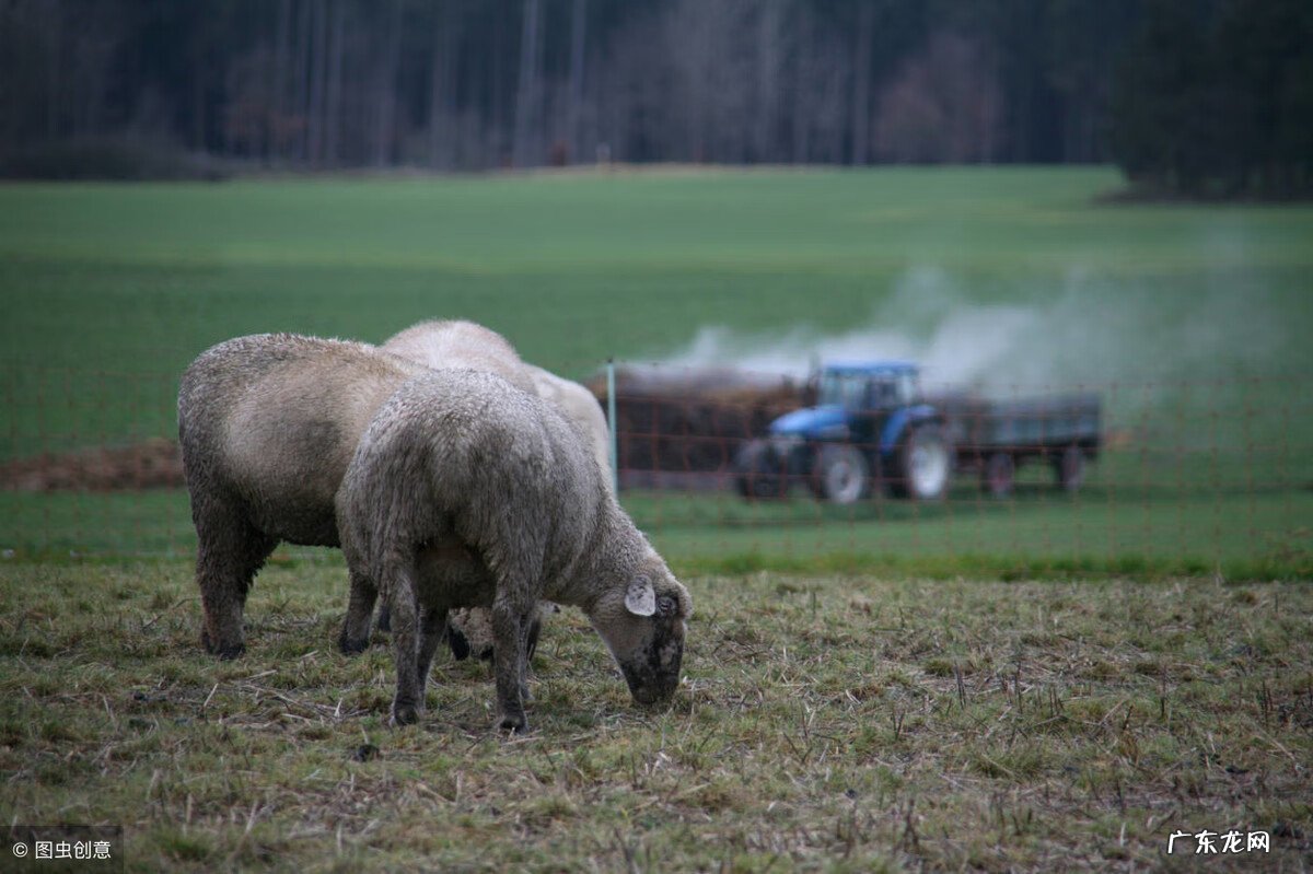 粪箕 农村的粪箕子