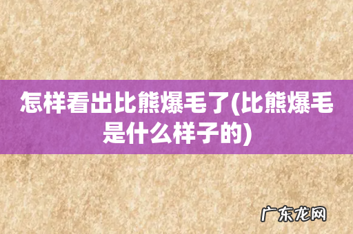比熊爆毛是什么样子的 怎样看出比熊爆毛了