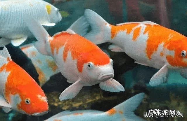 风水鱼是什么意思 大型风水鱼有哪些