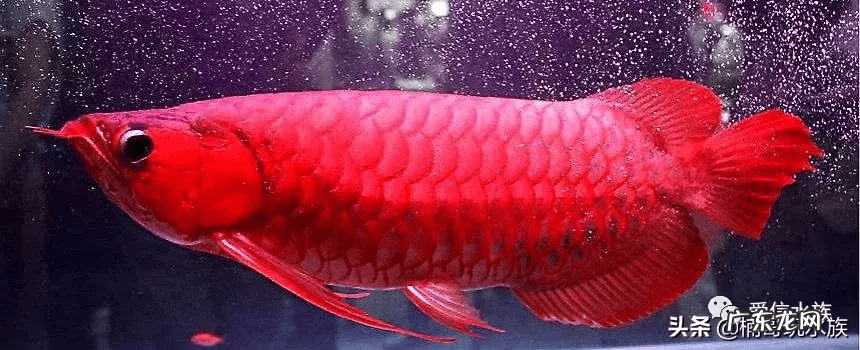 风水鱼是什么意思 大型风水鱼有哪些