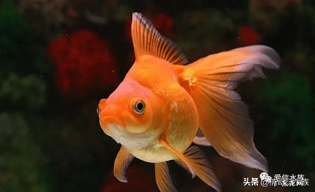 风水鱼是什么意思 大型风水鱼有哪些