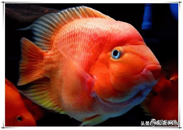 风水鱼是什么意思 大型风水鱼有哪些