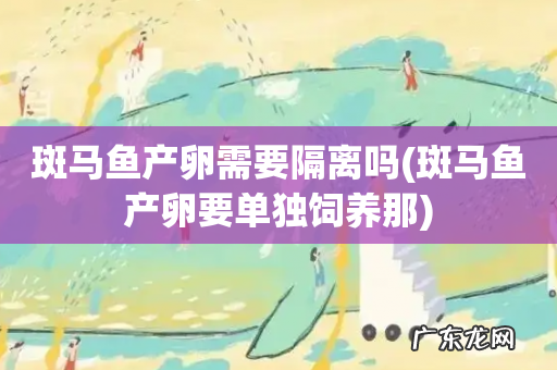 斑马鱼产卵要单独饲养那 斑马鱼产卵需要隔离吗