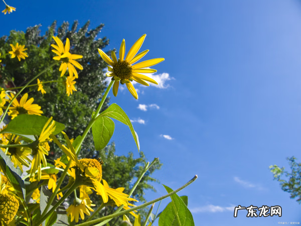 梦的怒放的意思是什么 梦的怒放什么意思