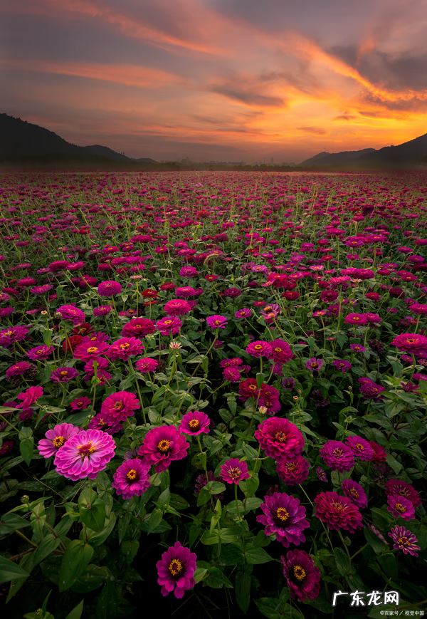 梦的怒放的意思是什么 梦的怒放什么意思