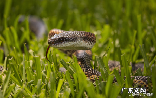 蛇的风水宝地什么位置最好 有蛇的地方是风水宝地吗