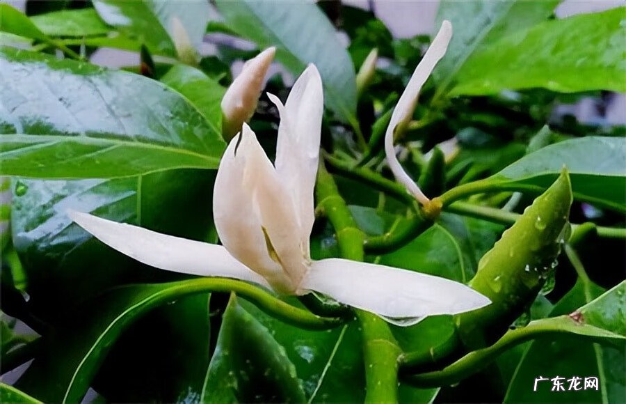 白兰花的风水作用禁忌 南方白兰花树图片