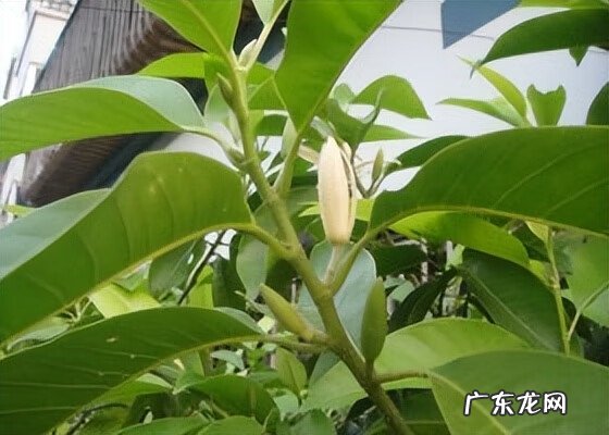 白兰花的风水作用禁忌 南方白兰花树图片