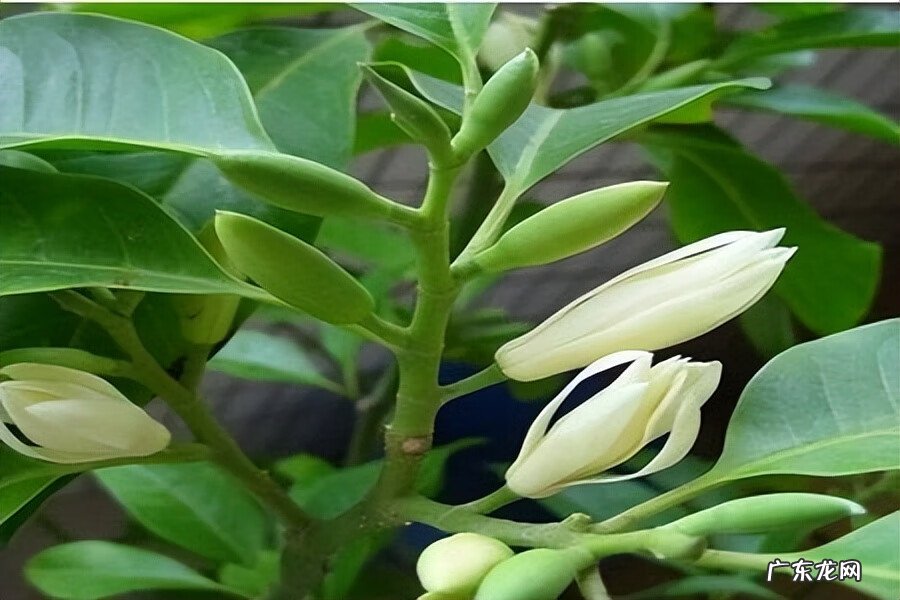 白兰花的风水作用禁忌 南方白兰花树图片