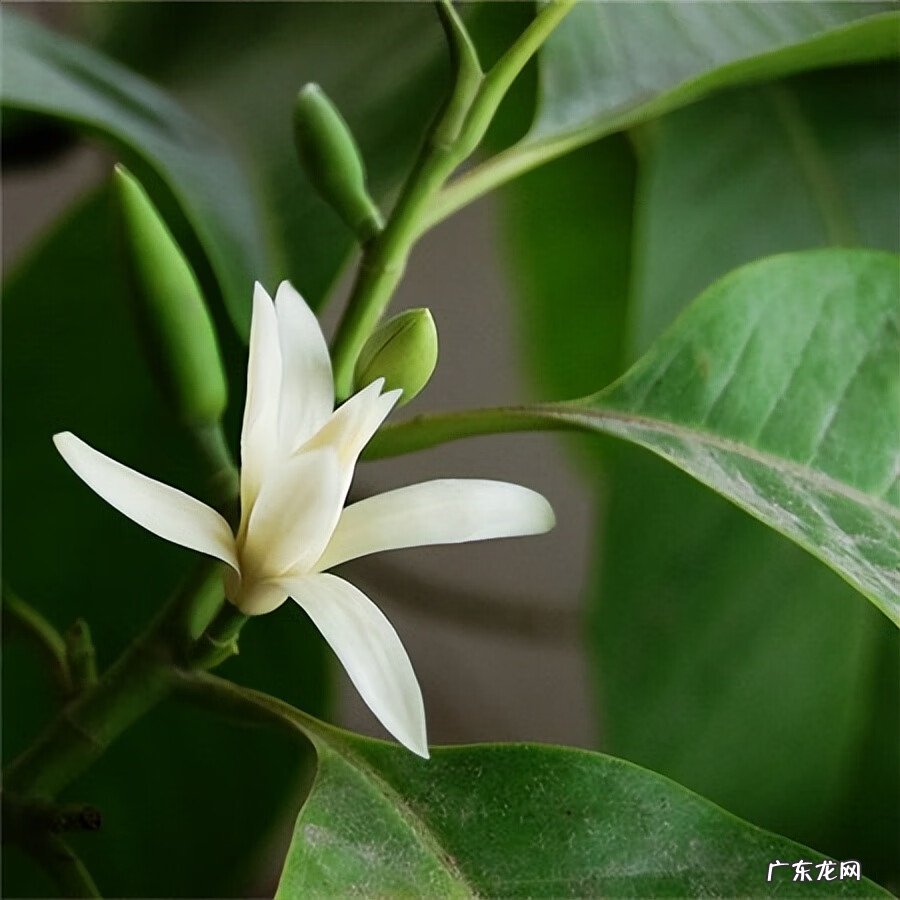 白兰花的风水作用禁忌 南方白兰花树图片