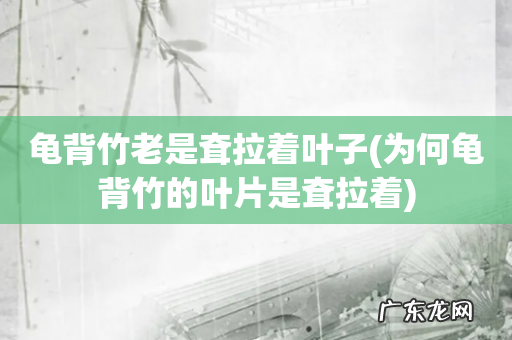 为何龟背竹的叶片是耷拉着 龟背竹老是耷拉着叶子