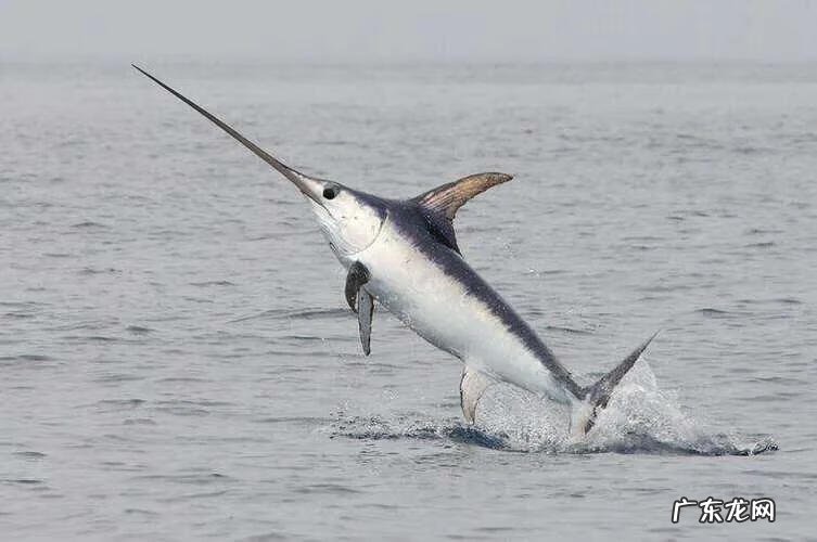 世界上有哪些海洋生物 海洋动物之最