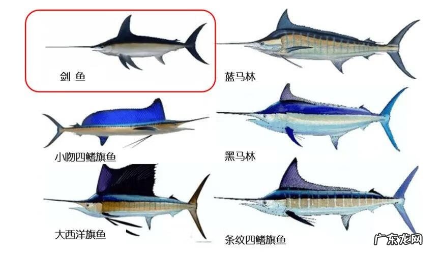 世界上有哪些海洋生物 海洋动物之最