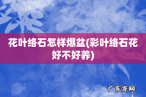 彩叶络石花好不好养 花叶络石怎样爆盆