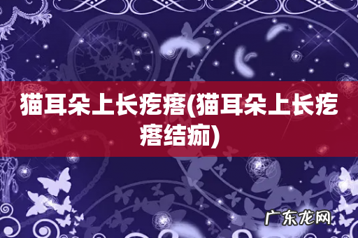 猫耳朵上长疙瘩结痂 猫耳朵上长疙瘩