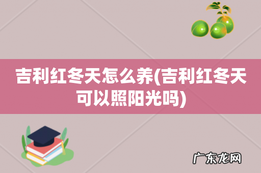 吉利红冬天可以照阳光吗 吉利红冬天怎么养