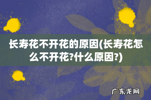 长寿花怎么不开花?什么原因? 长寿花不开花的原因