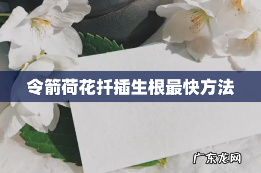 令箭荷花扦插生根最快方法