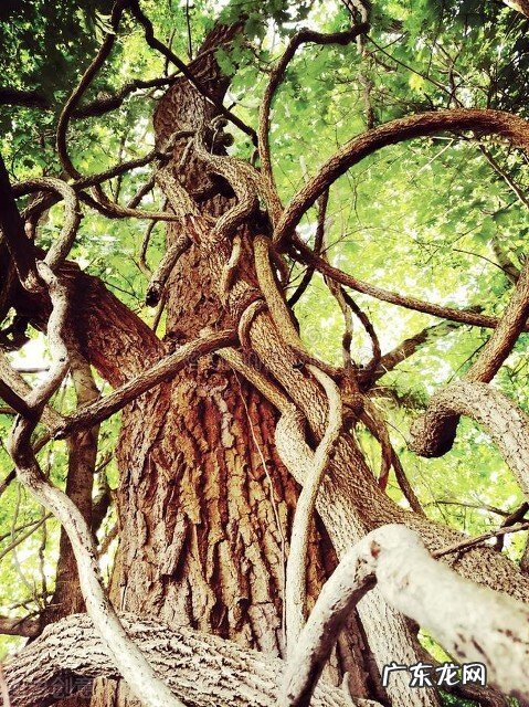 老婆是家里最好的风水 婆婆是家里的风水