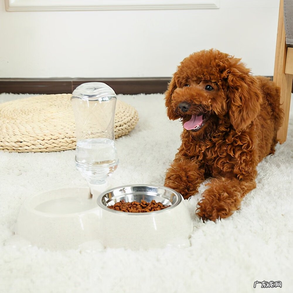 贵宾幼犬吃什么狗粮 贵宾狗粮