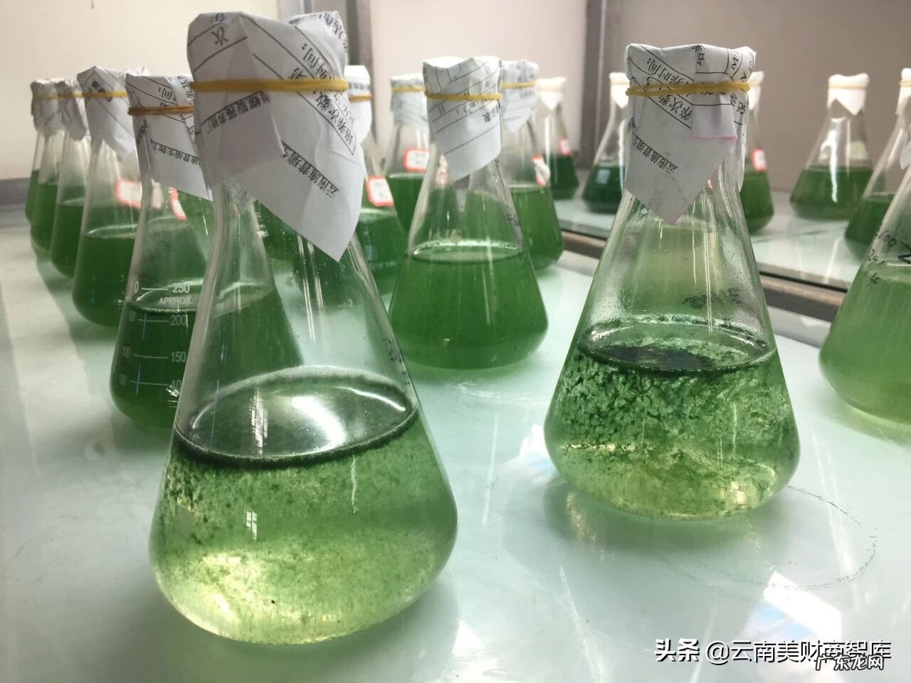 程海牌螺旋藻片 程海牌天然螺旋藻片