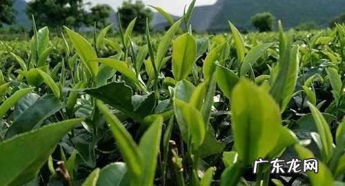 脚出汗引起的脚臭怎么办 脚出汗脚臭怎么样可以根除?