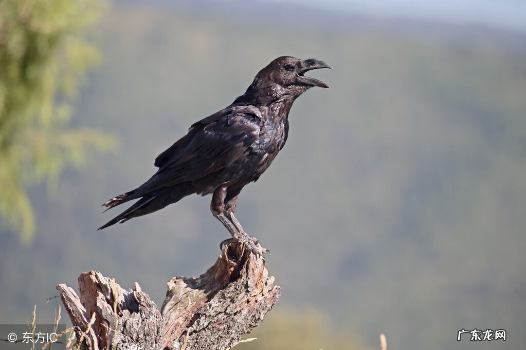 没有儿子的阳宅 风水先生给儿子三个锦囊