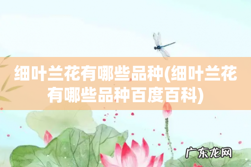 细叶兰花有哪些品种百度百科 细叶兰花有哪些品种