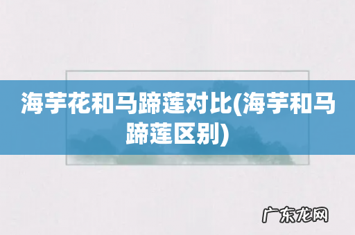 海芋和马蹄莲区别 海芋花和马蹄莲对比