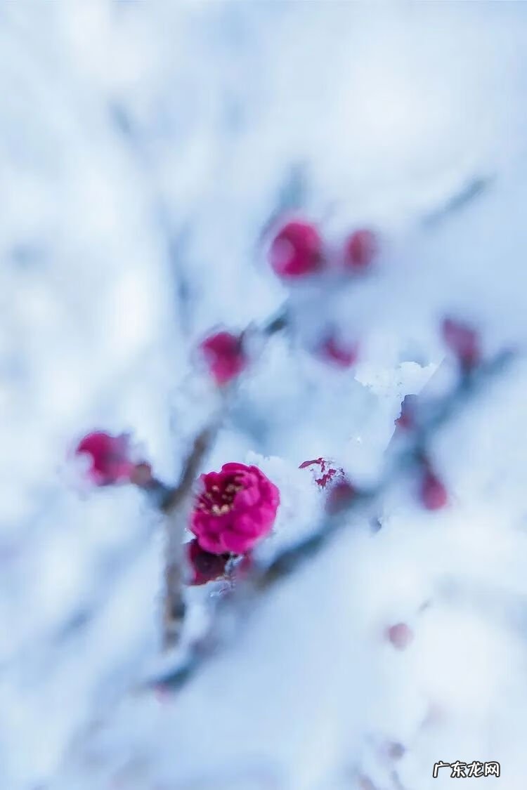 写雪的古诗名句 写写雪的古诗