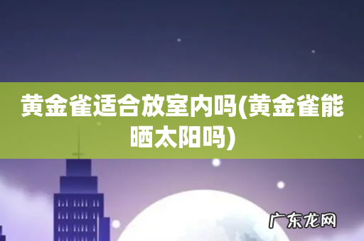 黄金雀能晒太阳吗 黄金雀适合放室内吗