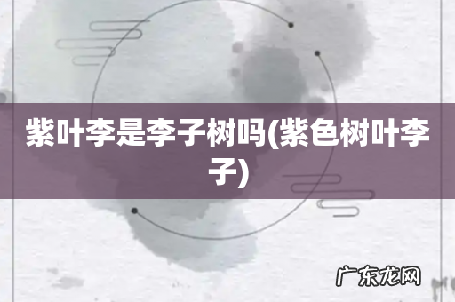 紫色树叶李子 紫叶李是李子树吗