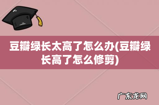 豆瓣绿长高了怎么修剪 豆瓣绿长太高了怎么办