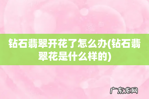 钻石翡翠花是什么样的 钻石翡翠开花了怎么办