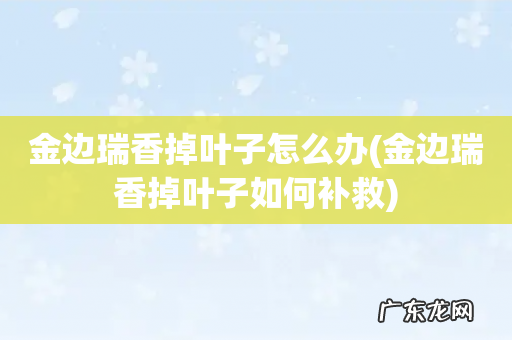 金边瑞香掉叶子如何补救 金边瑞香掉叶子怎么办