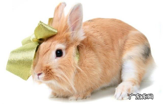 家里养兔子好不好 宠物兔怎么养好