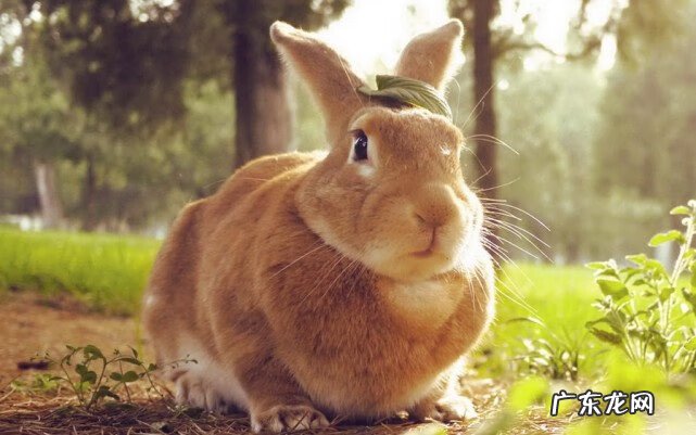 家里养兔子好不好 宠物兔怎么养好