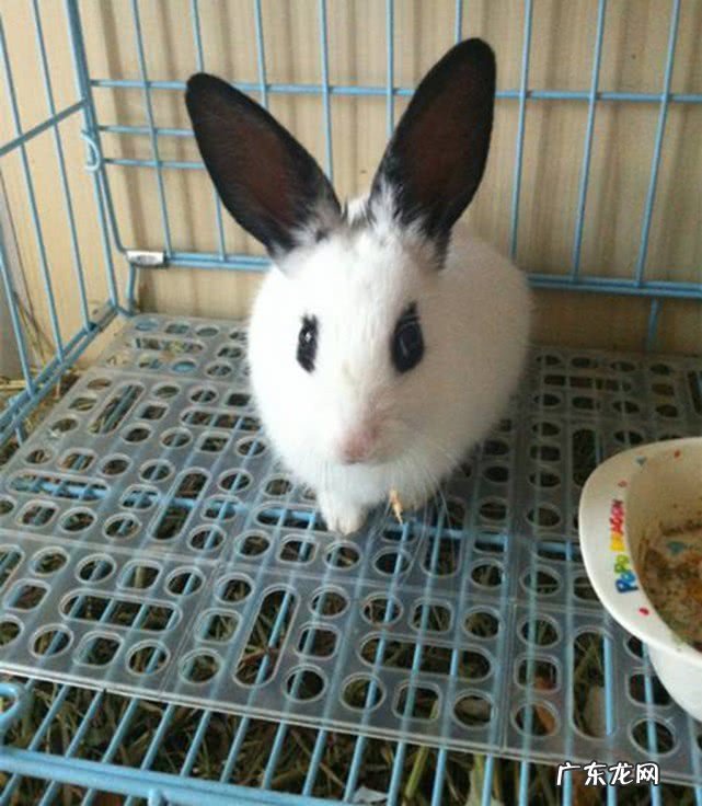 家里养兔子好不好 宠物兔怎么养好