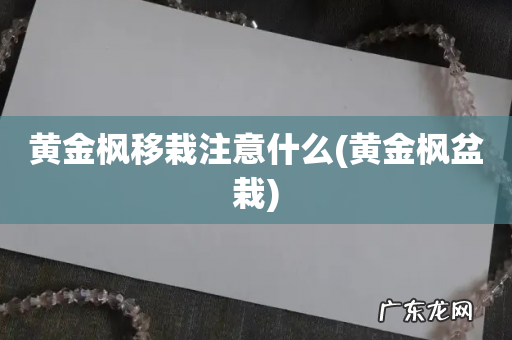 黄金枫盆栽 黄金枫移栽注意什么