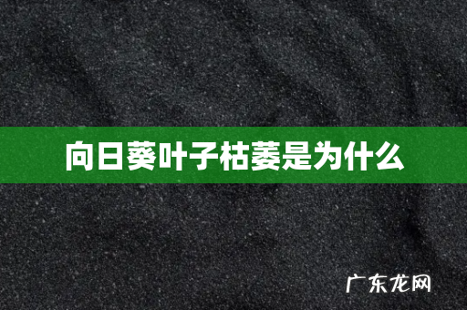 向日葵叶子枯萎是为什么