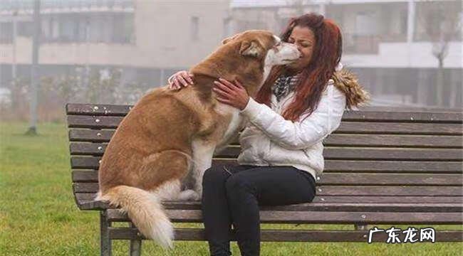 养小白狗的风水不好吗 白色的狗风水好不好