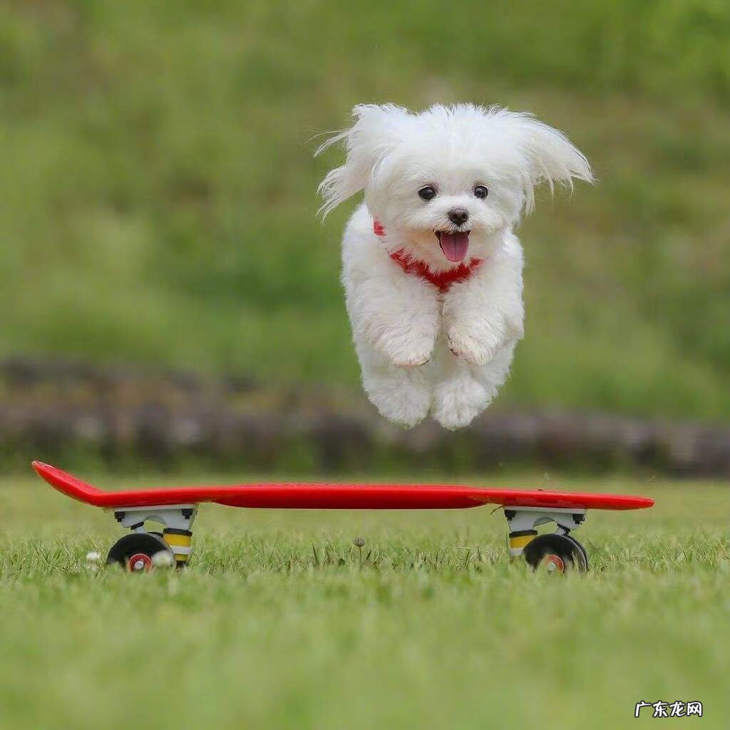 养小白狗的风水不好吗 白色的狗风水好不好