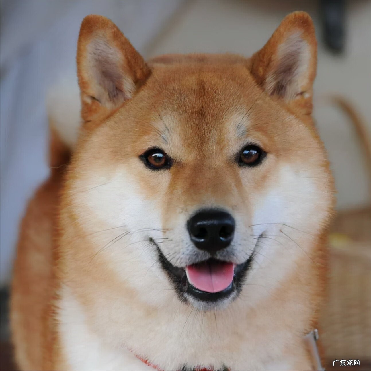 养小白狗的风水不好吗 白色的狗风水好不好