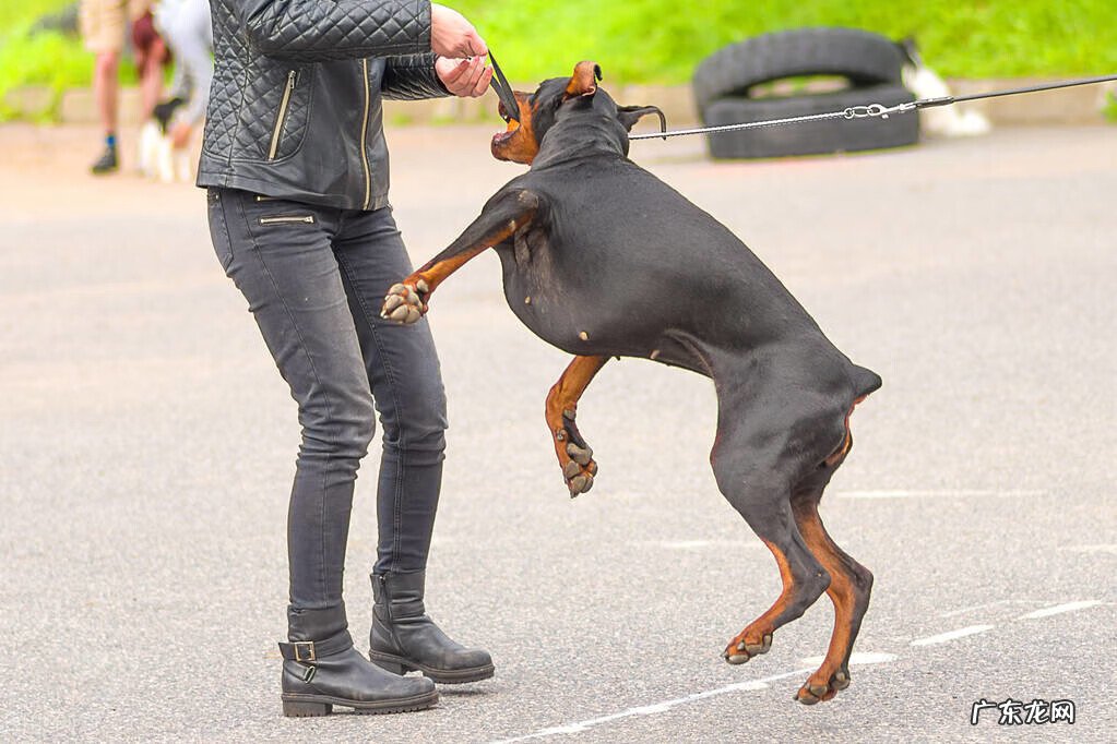 养小白狗的风水不好吗 白色的狗风水好不好