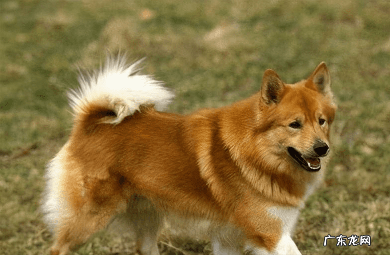 养小白狗的风水不好吗 白色的狗风水好不好