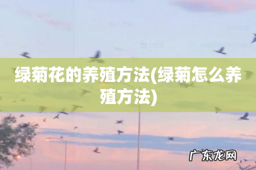 绿菊怎么养殖方法 绿菊花的养殖方法