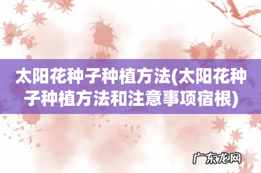 太阳花种子种植方法和注意事项宿根 太阳花种子种植方法