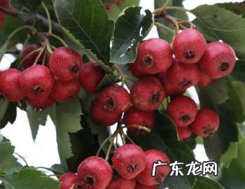 偏方治打呼噜5个妙招 有治疗打呼噜的偏方