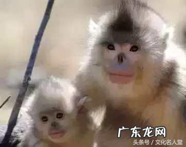 铜猴的风水作用及摆放位置 陶瓷的羊猴风水摆件