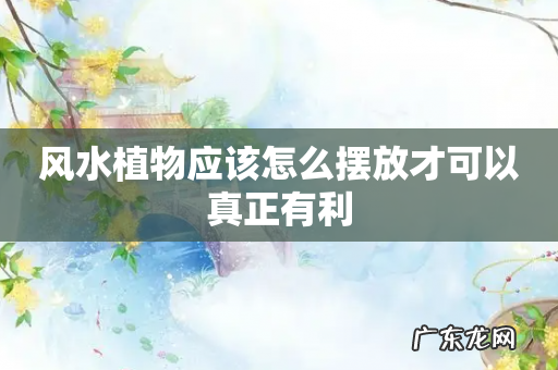 风水植物应该怎么摆放才可以真正有利